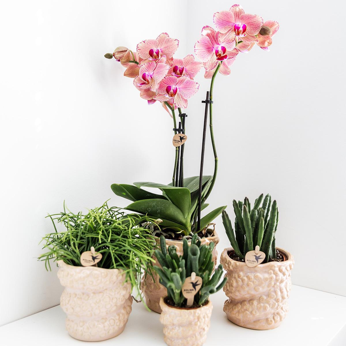 Octopus pot - Diverse potmaten