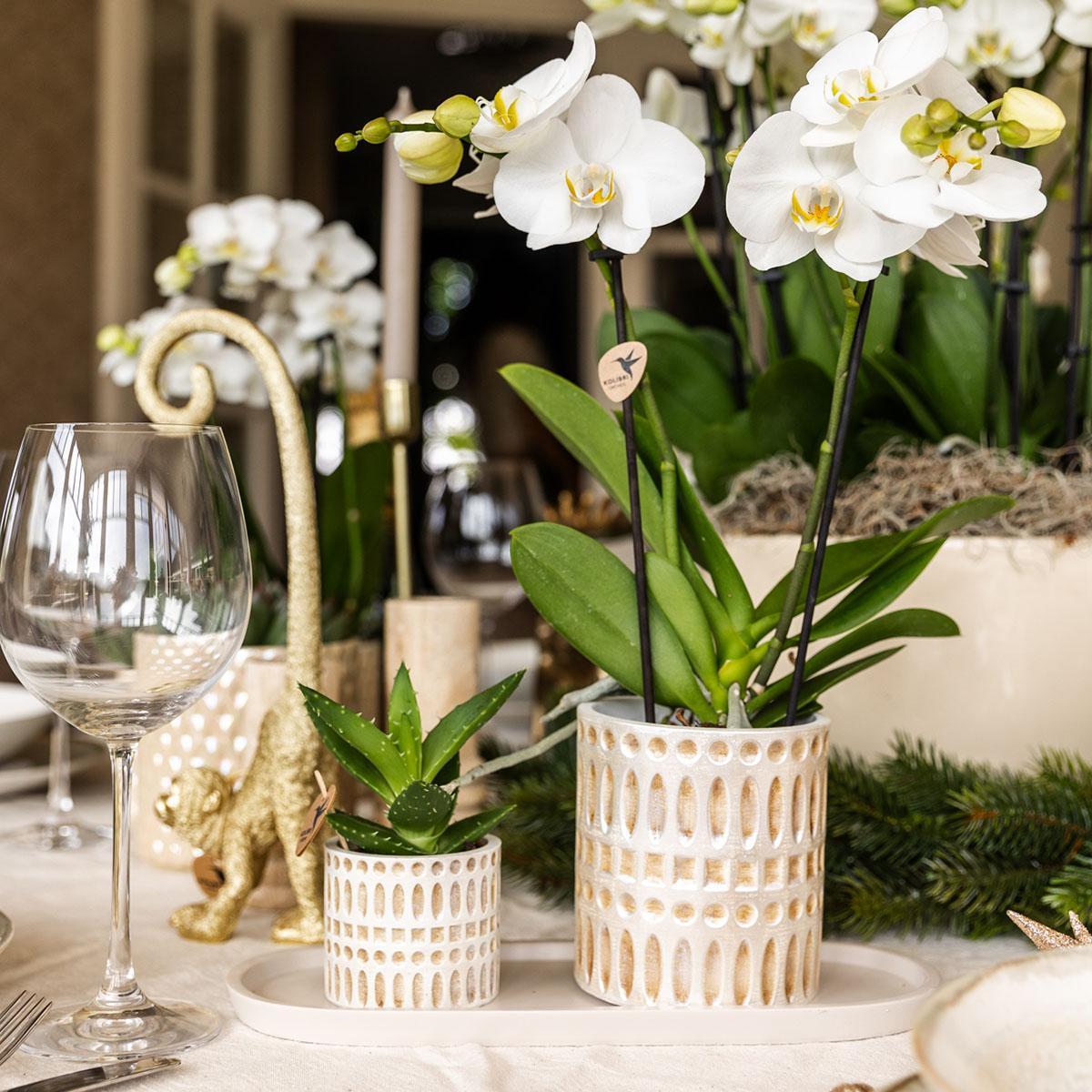 Plantenset - Le Chic - Klein