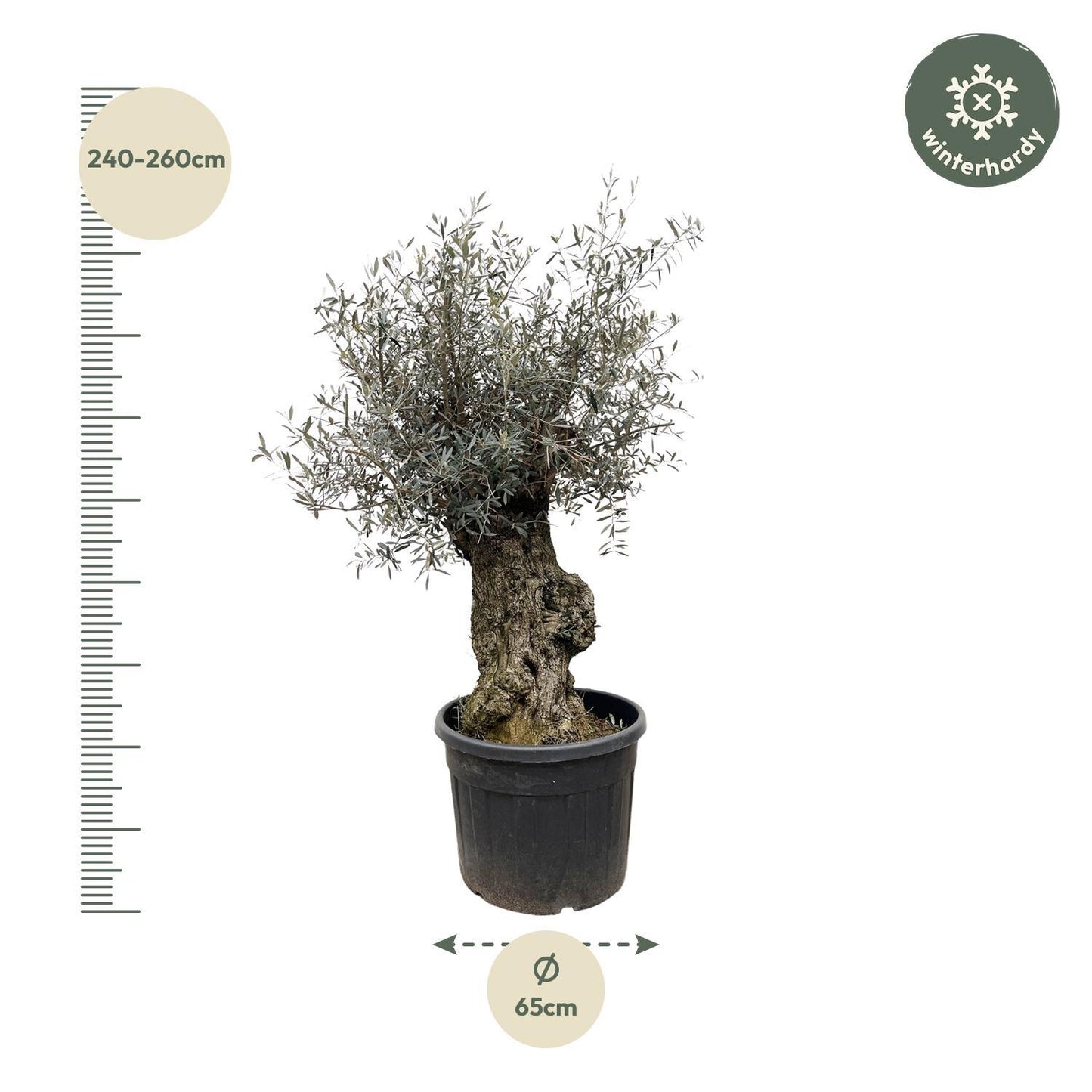 Olea Europaea Bonsai - Miniatuur Olijvenboom - Potmaat Ø65cm - Hoogte ↕250cm