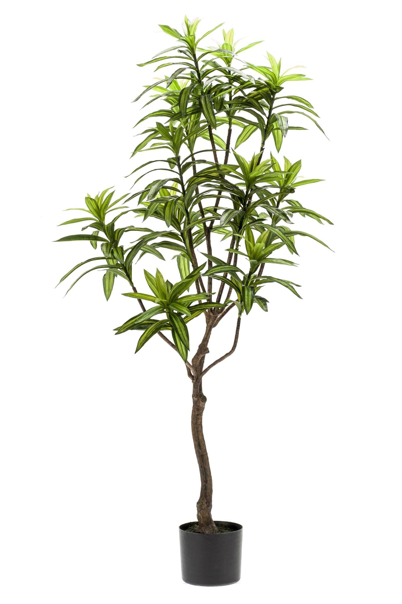 Kunstplant - Dracaena - Drakenboom - Hoogte ↕130cm