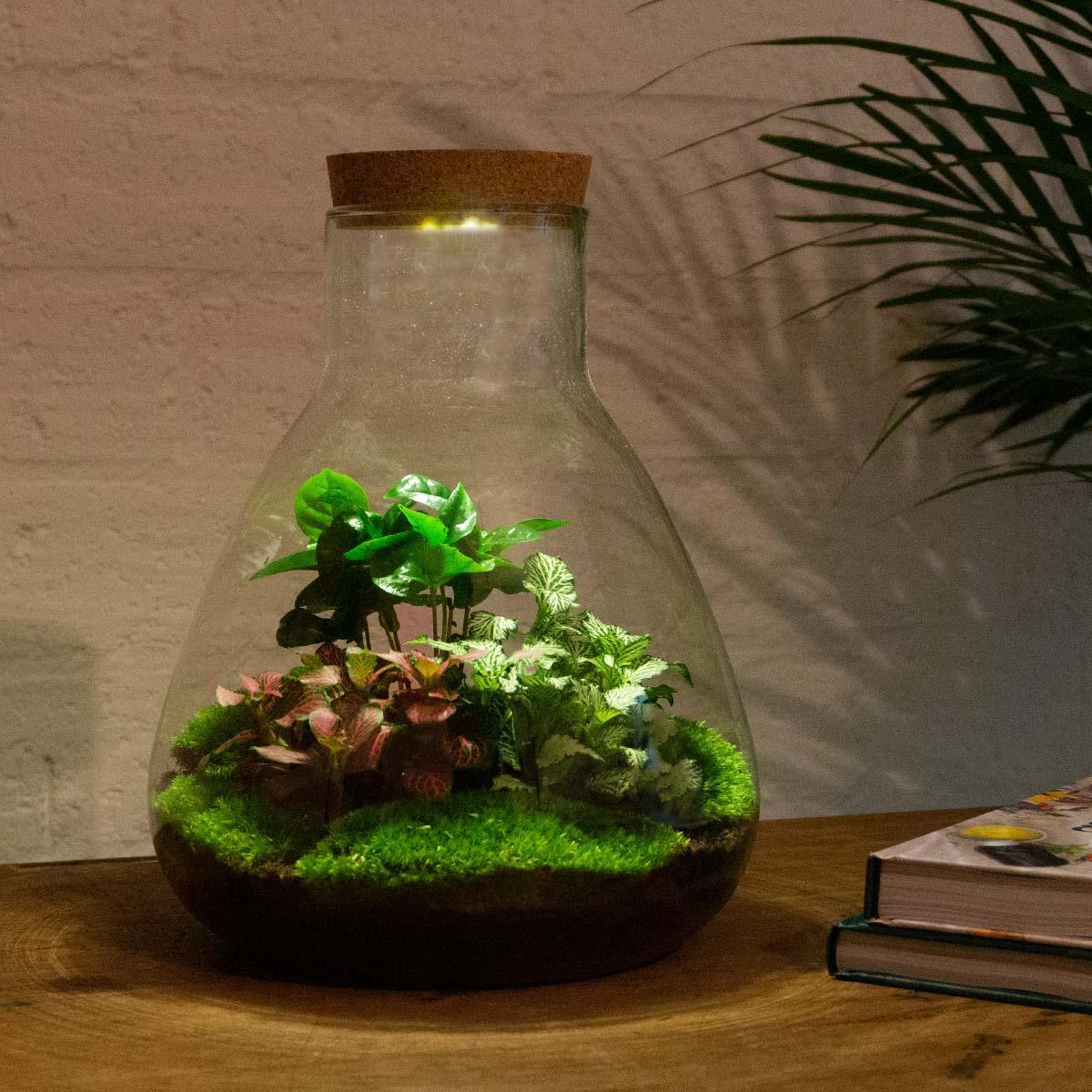 DIY terrarium - Sam Coffea met lamp - Hoogte ↕30cm