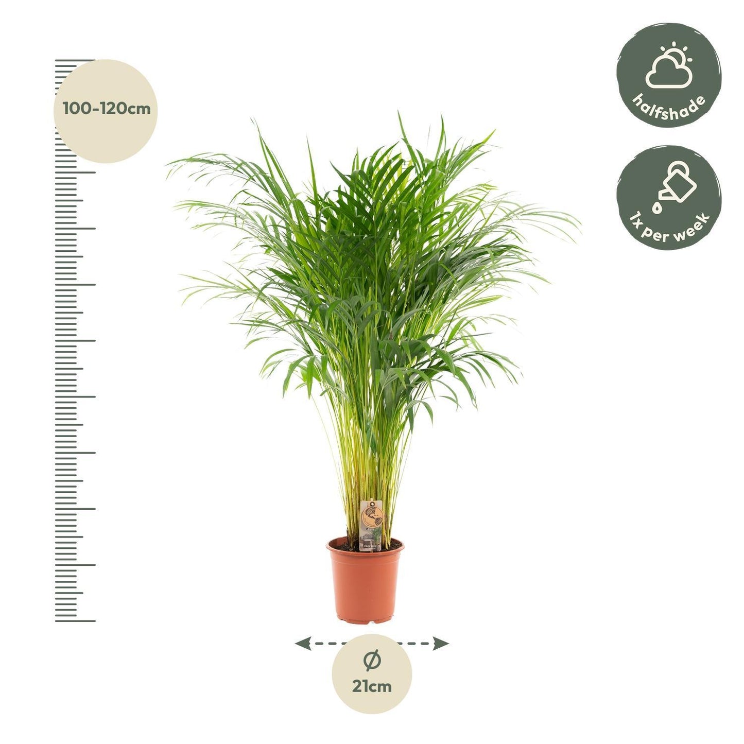Areca palm - Potmaat Ø21cm - Hoogte ↕110cm