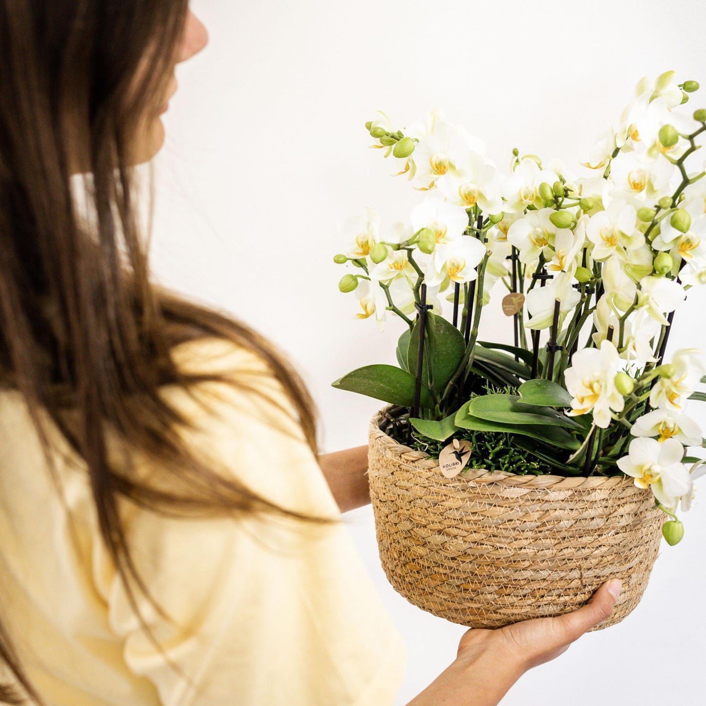 Witte Phalaenopsis Orchidee - Lausanne - Potmaat Ø12cm - Vers Van De Kweker