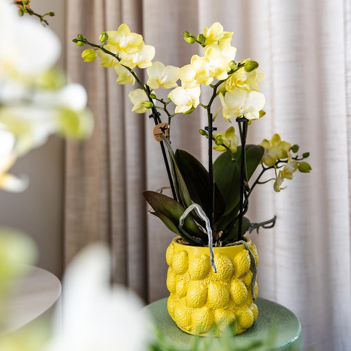 Citrus pot yellow - De gele citroen pot - Verschillende potmaten