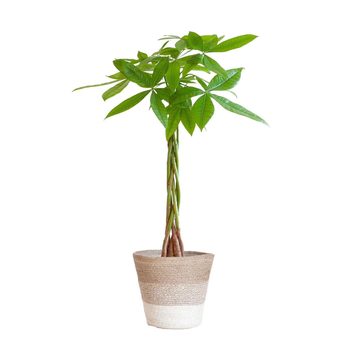 Geldboom - Pachira Aquatica met Tri-Color Mand - Potmaat Ø21 - Hoogte ↕80cm