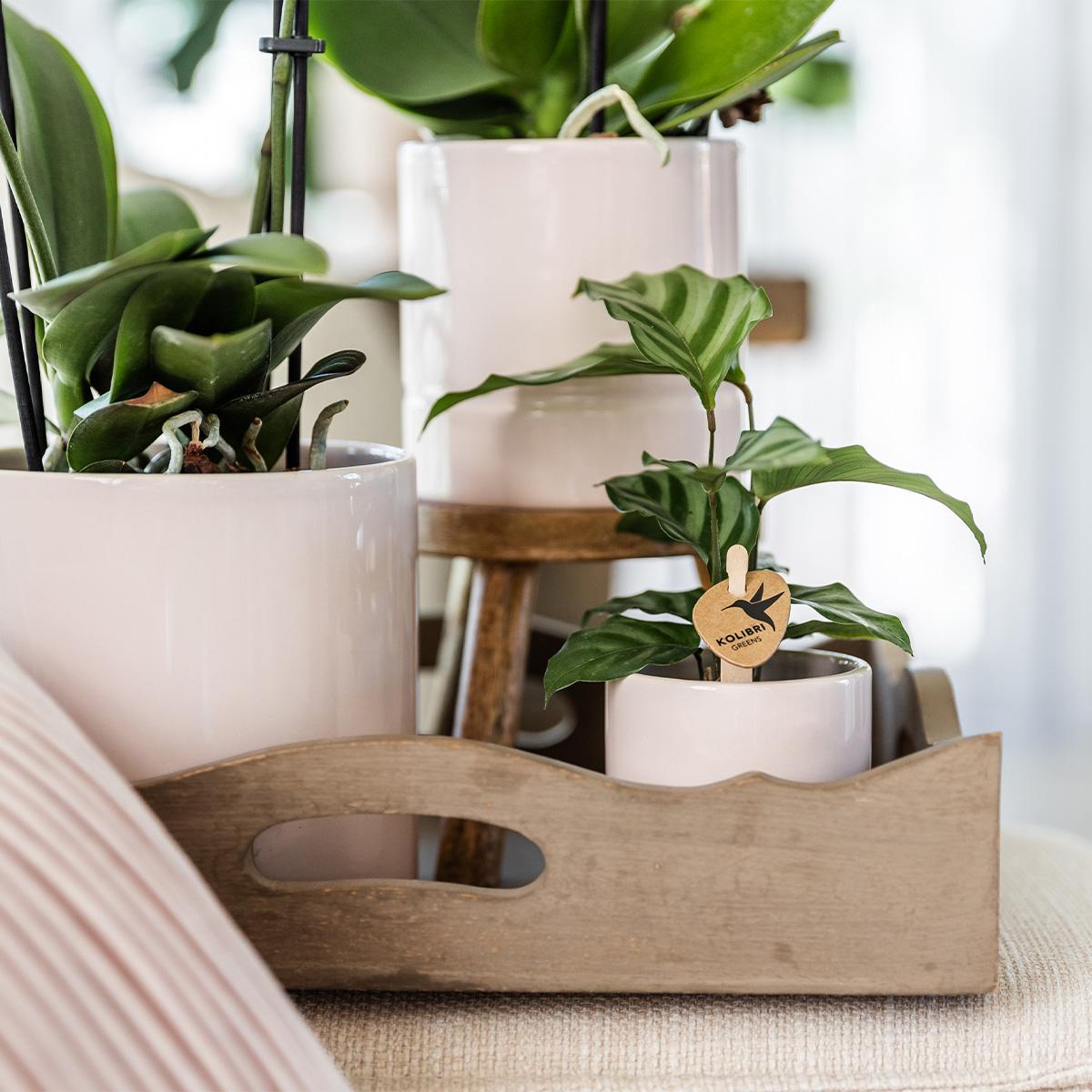 Pastel pot - Potmaat Ø9cm - Diverse kleuren