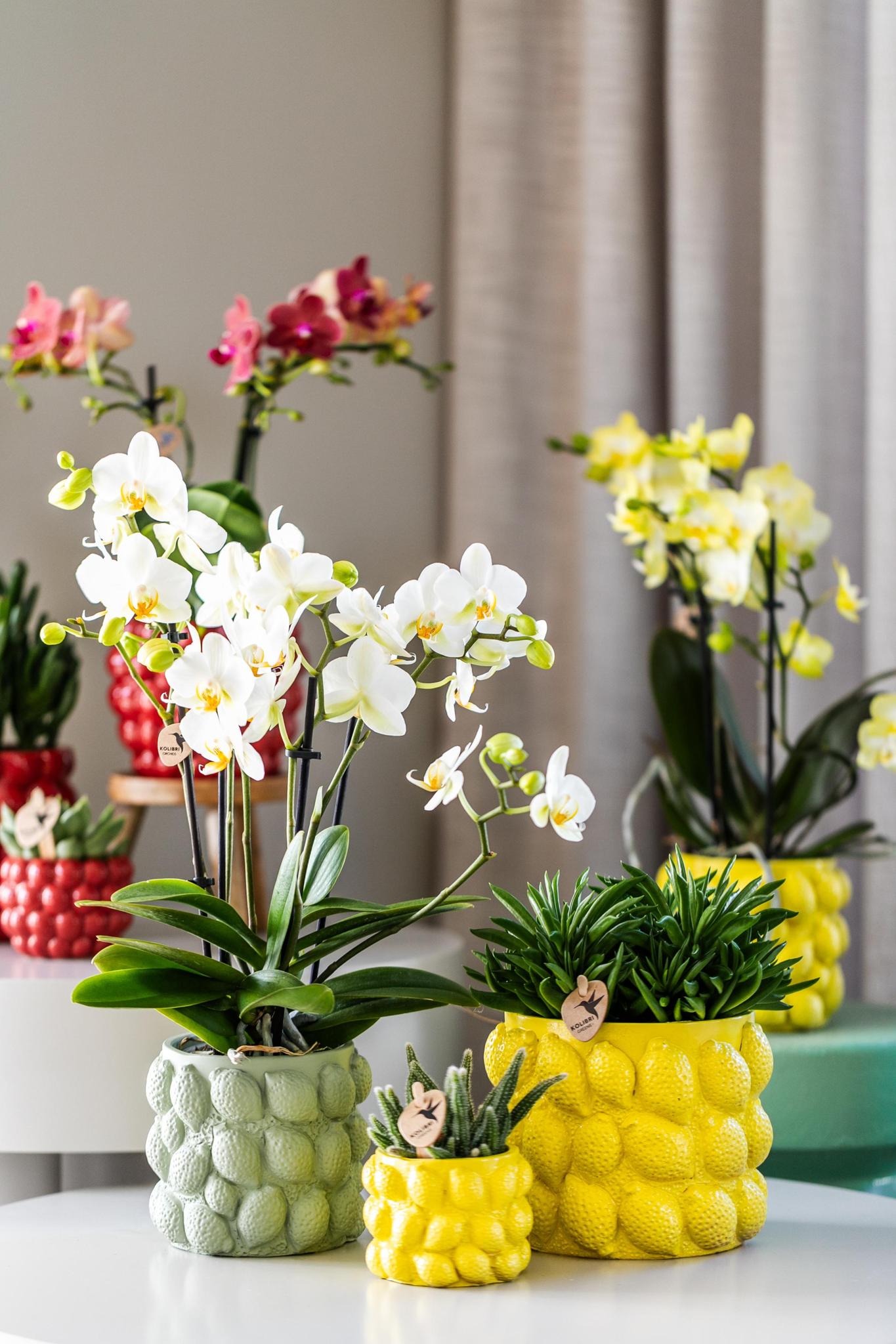 Citrus pot yellow - De gele citroen pot - Verschillende potmaten