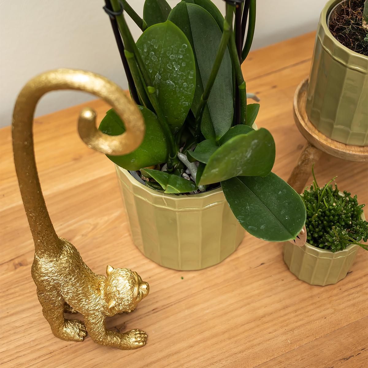Ornament - Decoratie beeld aap met lange staart - Diverse kleuren