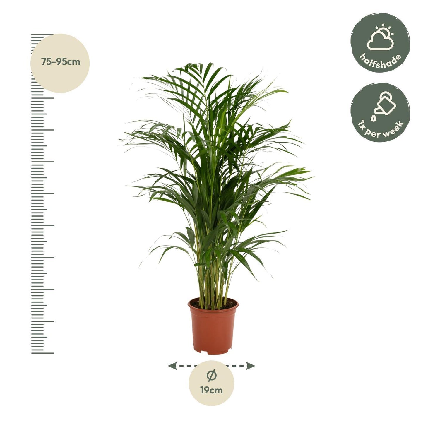 Areca palm - Potmaat Ø19cm - Hoogte ↕85cm