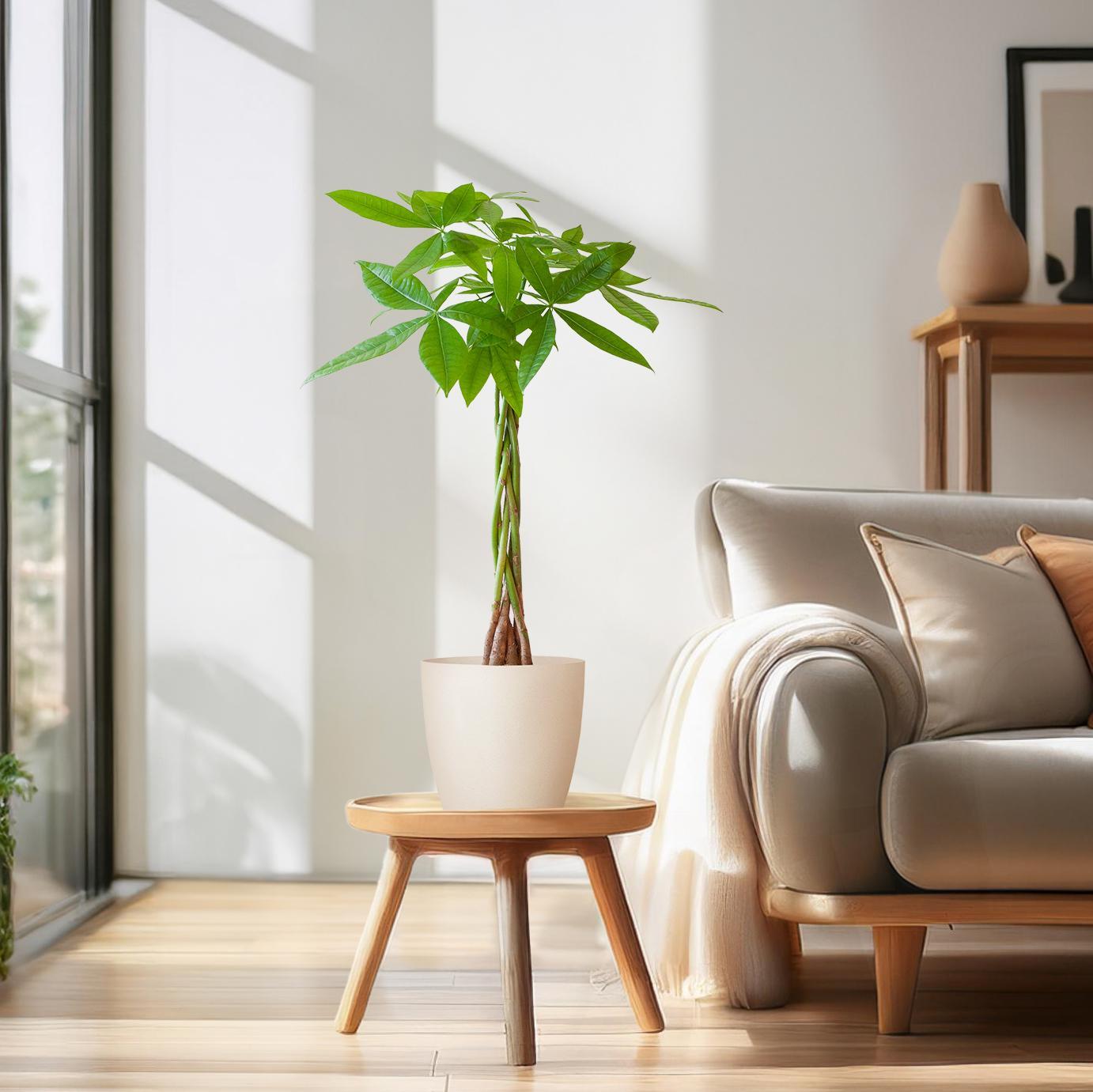 Geldboom - Pachira Aquatica met pot - Potmaat Ø21 - Hoogte ↕80cm