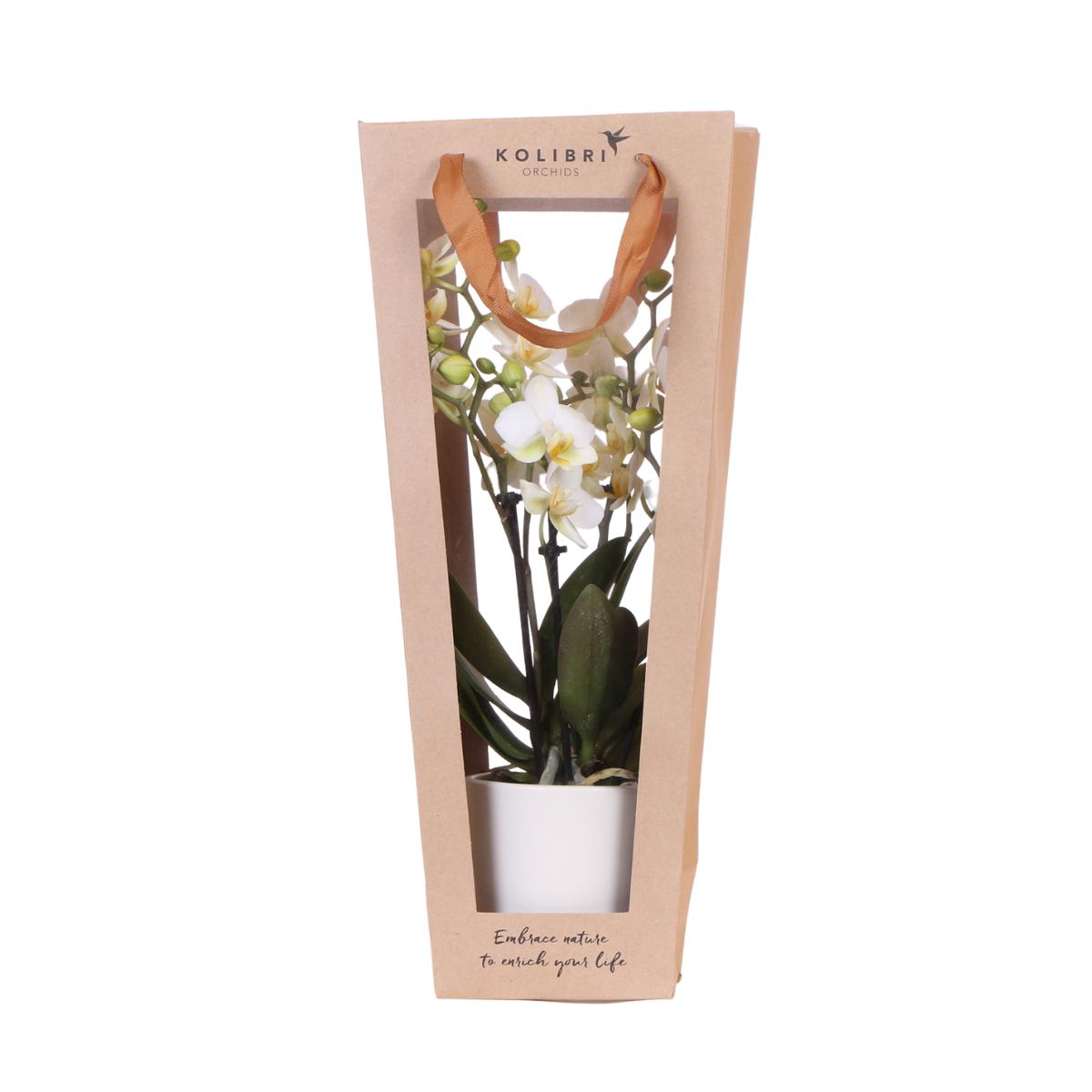 Cadeau tasje voor orchidee - Potmaat 9cm