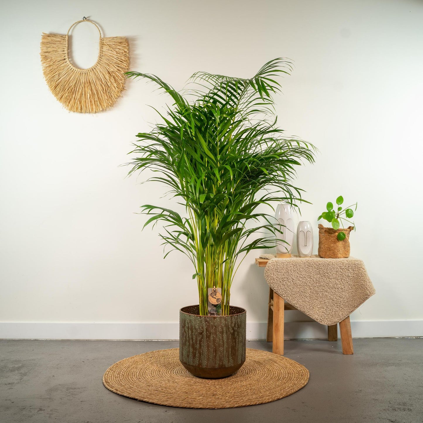 Areca palm - Potmaat Ø24cm - Hoogte ↕130cm
