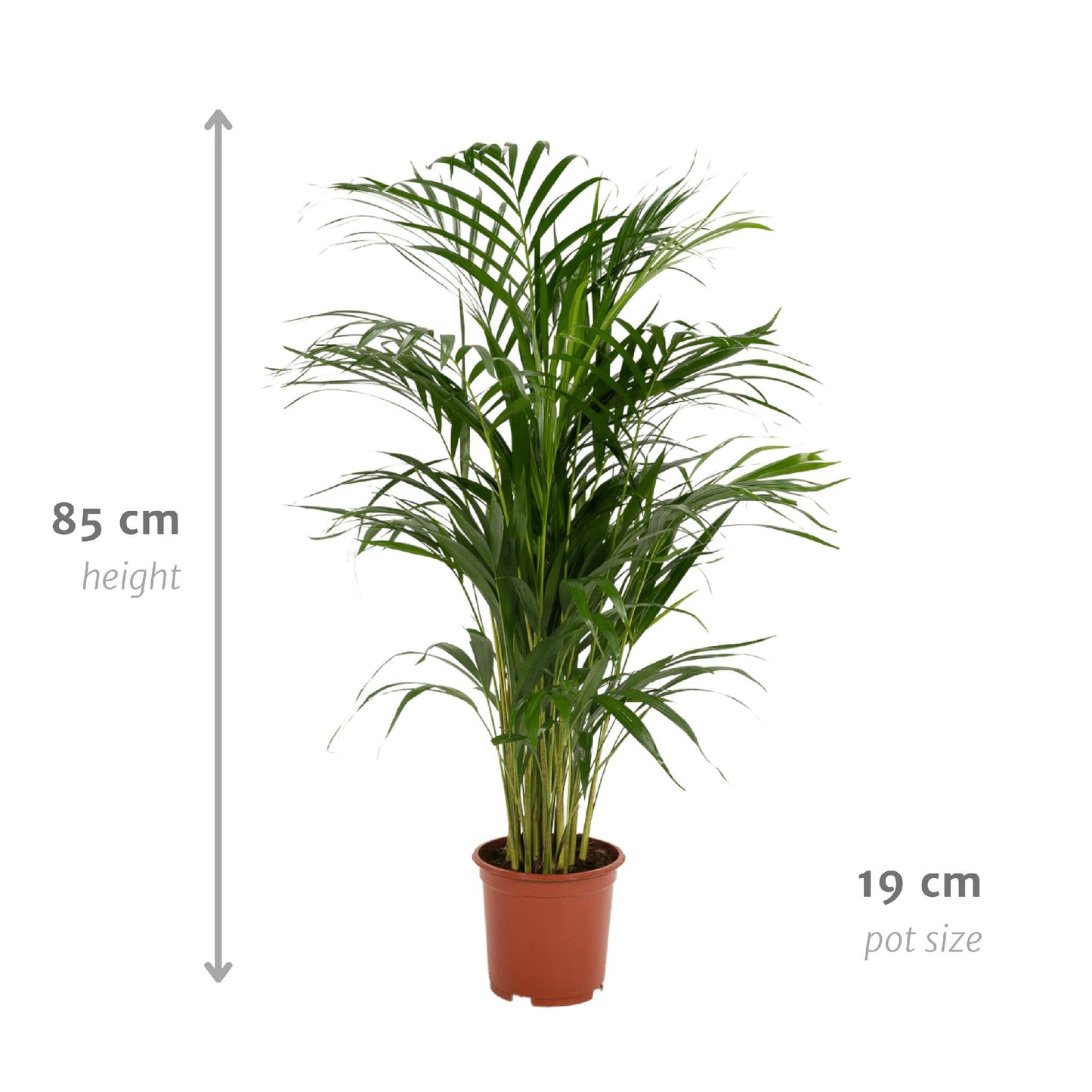 Areca palm - Potmaat Ø19cm - Hoogte ↕85cm