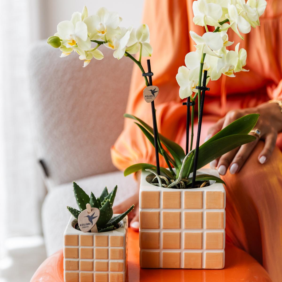 Gele Phalaenopsis Orchidee - Mexico - Potmaat Ø9cm - Vers van de kweker