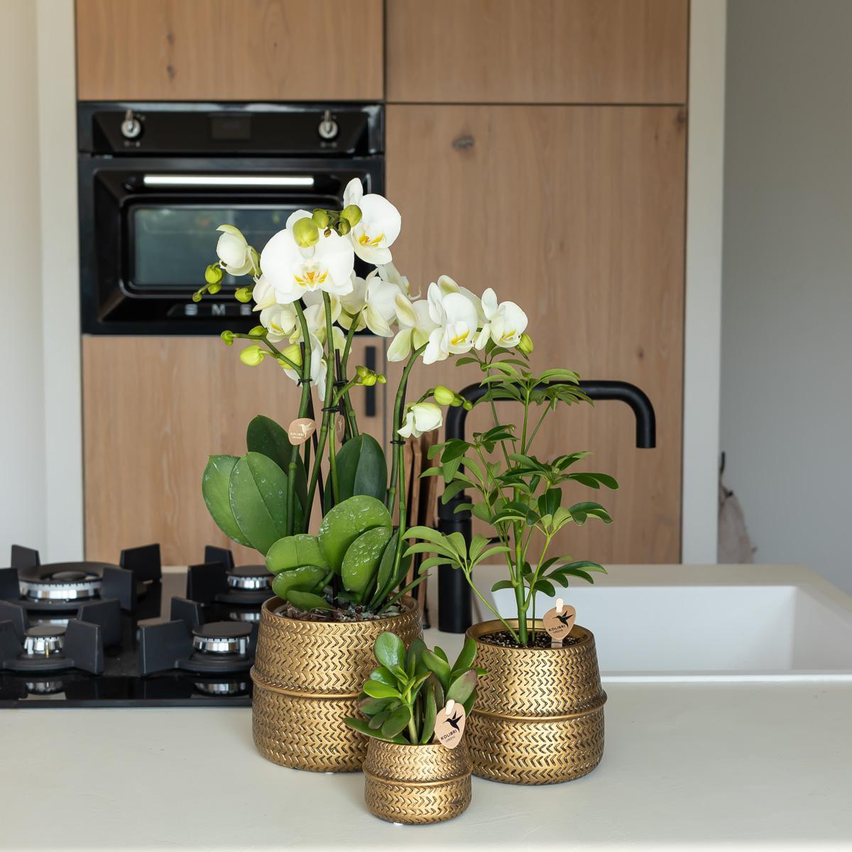 Affluent Charm Gold - Verschillende potmaten