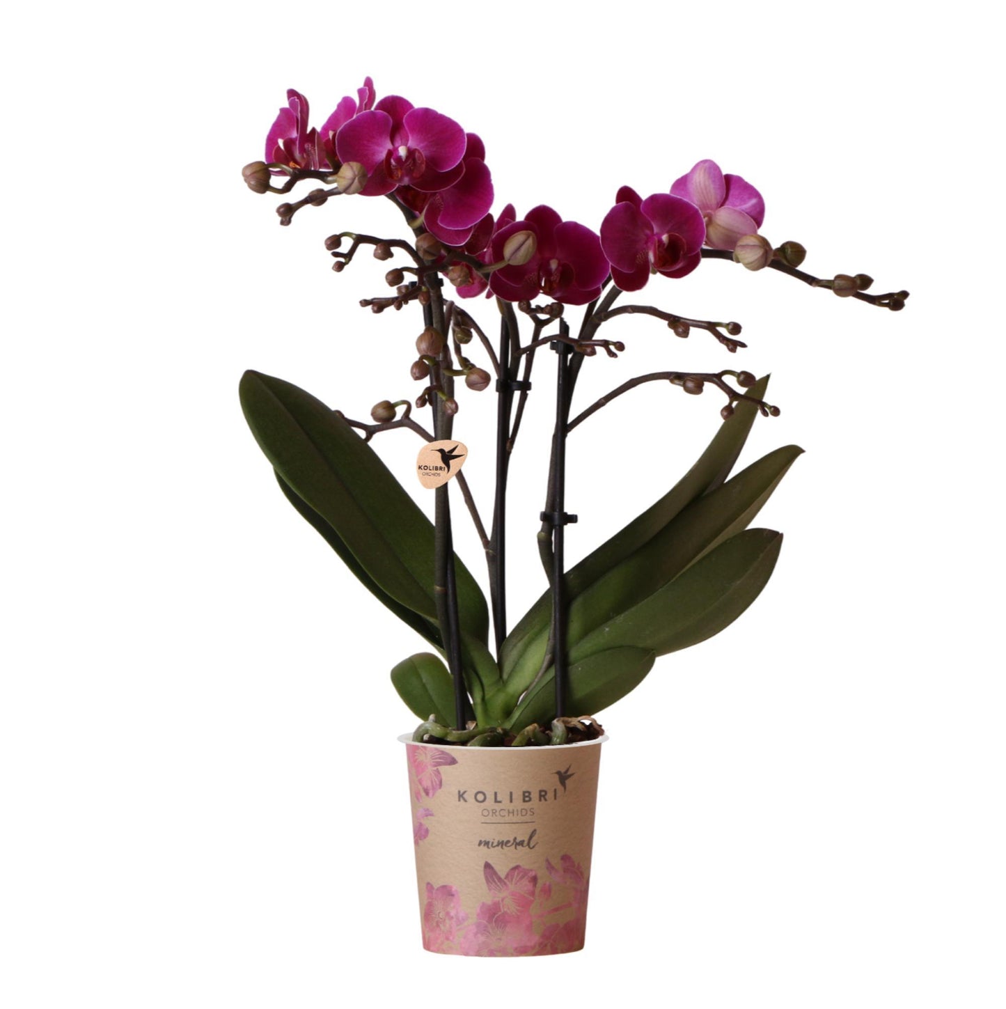 Paarse phalaenopsis orchidee - Morelia - potmaat Ø9cm | bloeiende kamerplant - vers van de kweker