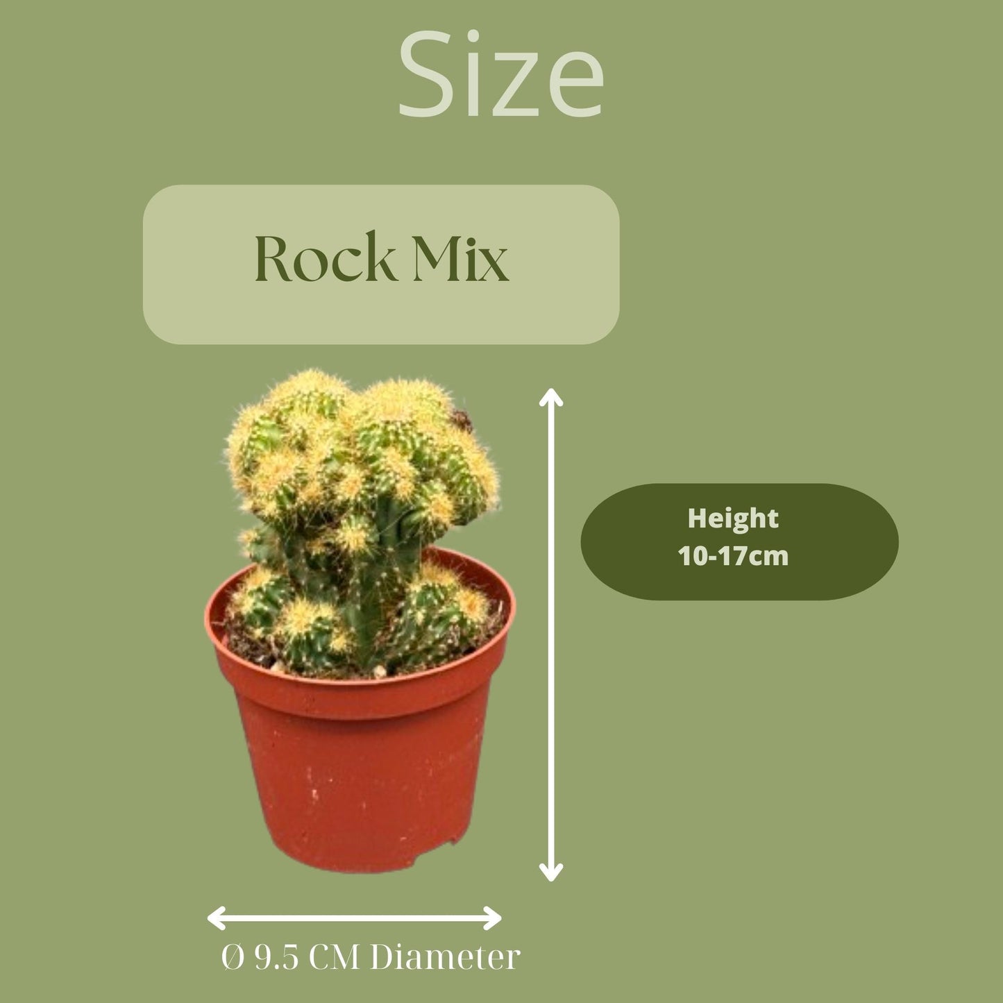 Cactussen 3 stuks - Rotsen mix - Mexico - Potmaat Ø8.5cm - Hoogte 13-17cm
