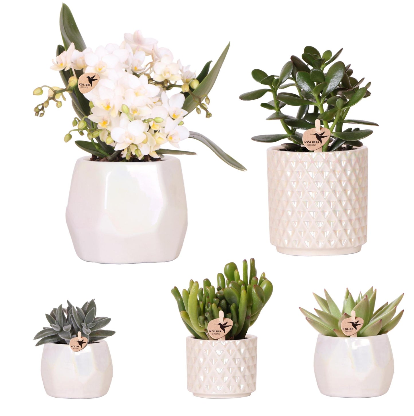 Glanzende Luxe - Set met Planten en Sierpotten - Potmaten Ø9cm & Ø6cm - Vers van de Kweker