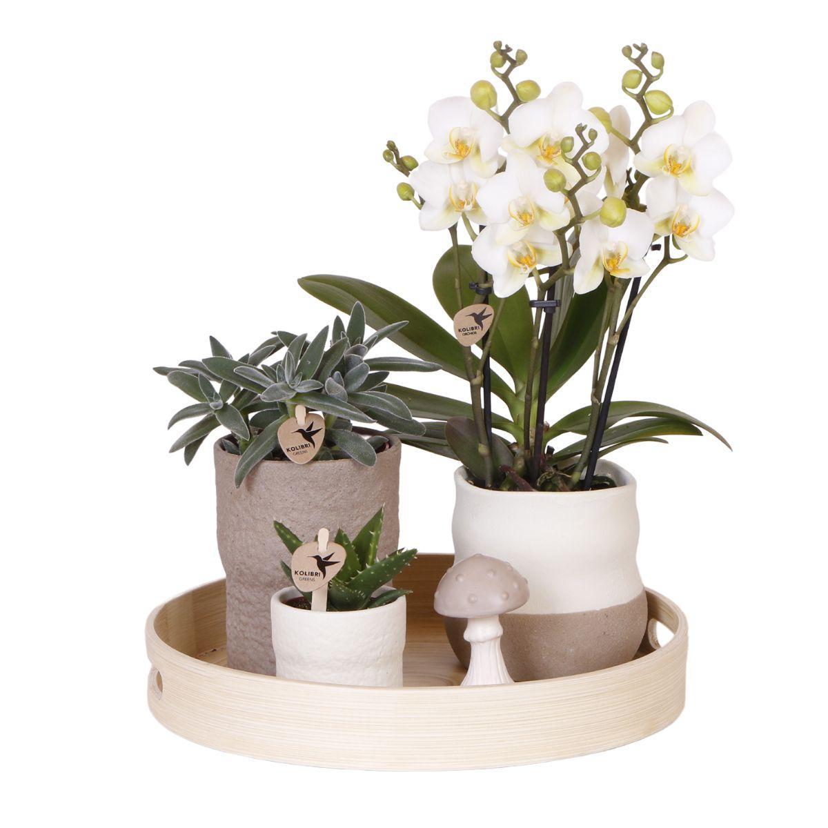 Plantenset - Relaxation Living