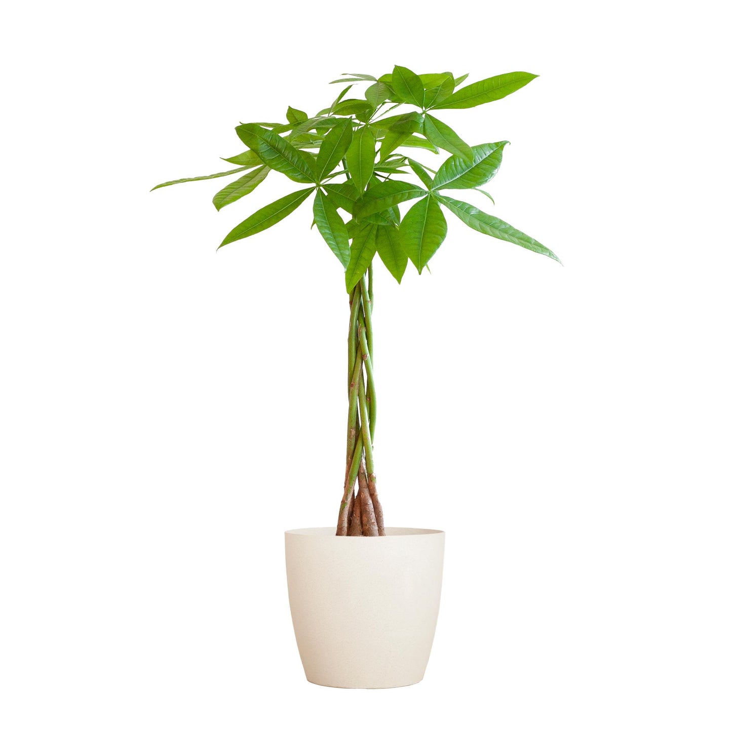 Geldboom - Pachira Aquatica met pot - Potmaat Ø21 - Hoogte ↕80cm