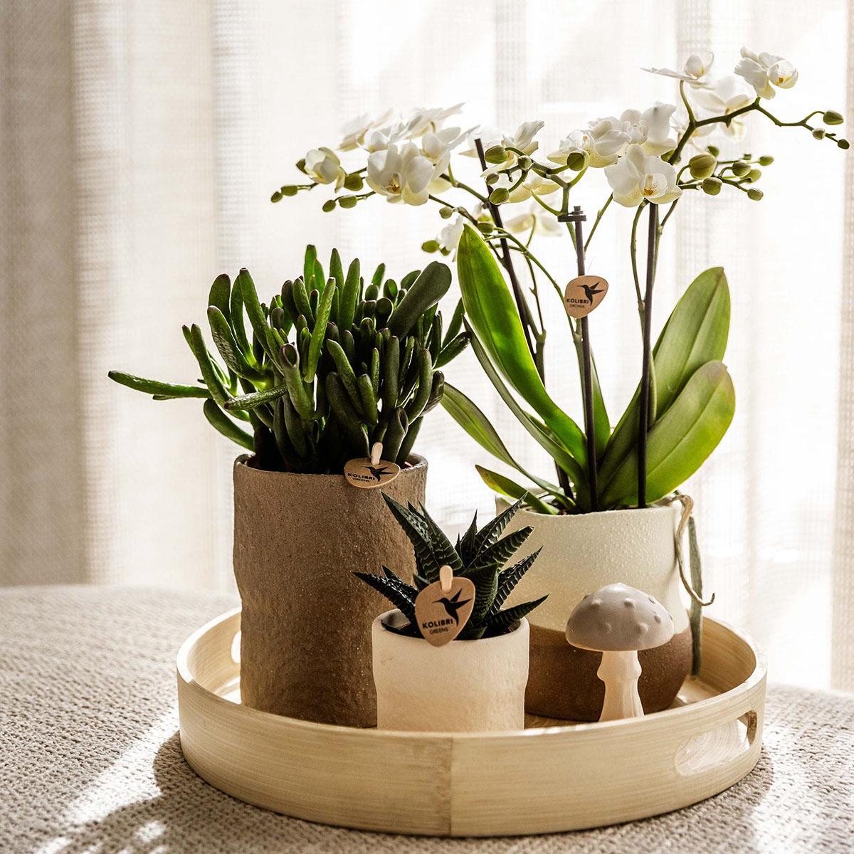 Plantenset - Relaxation Living