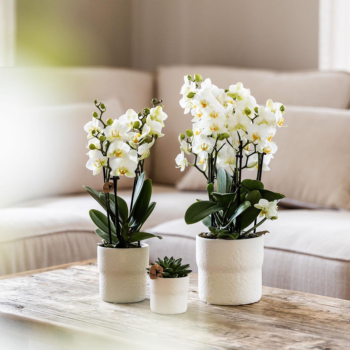 Witte Phalaenopsis Orchidee - Lausanne - Potmaat Ø12cm - Vers Van De Kweker