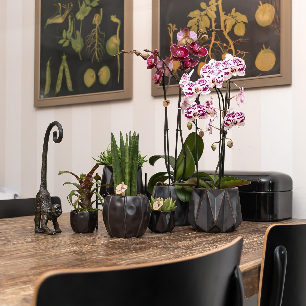 Ornament - Decoratie beeld aap met lange staart - Diverse kleuren