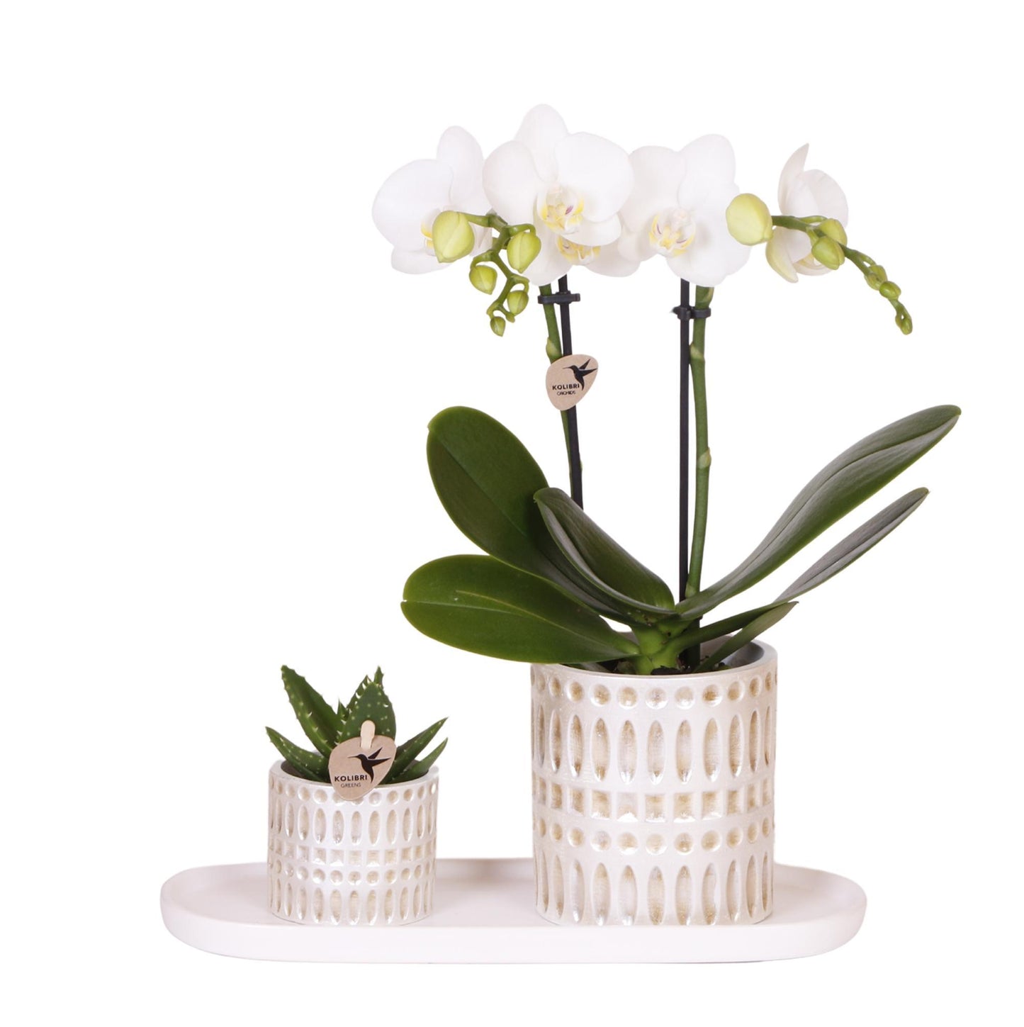 Plantenset - Le Chic - Klein
