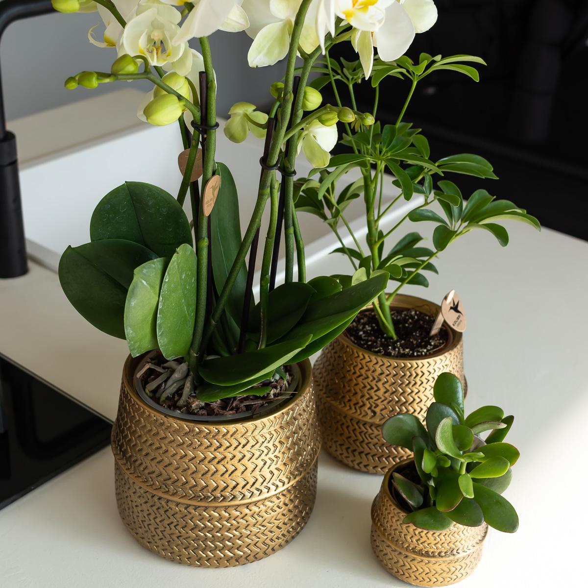 Affluent Charm Gold - Verschillende potmaten