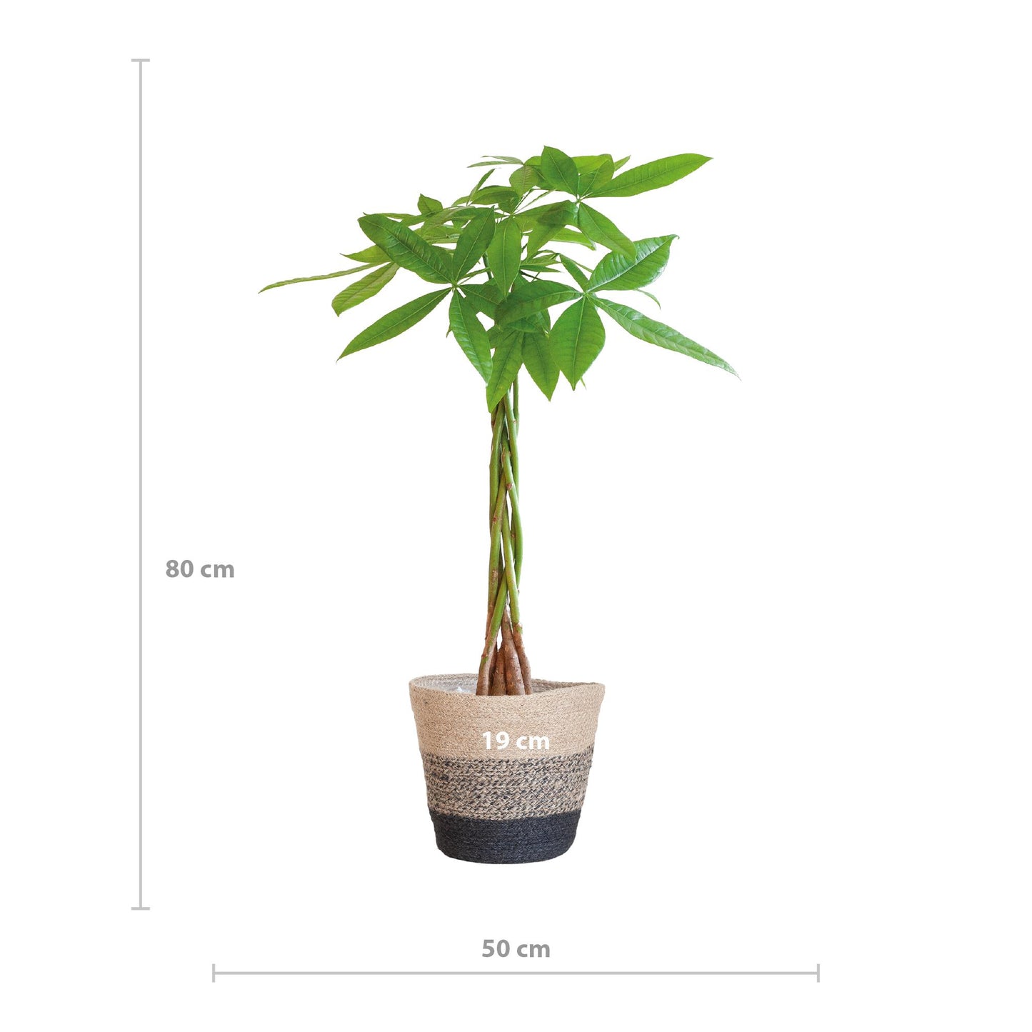 Geldboom - Pachira Aquatica met Mand Lissabon - Potmaat Ø21 - Hoogte ↕80cm