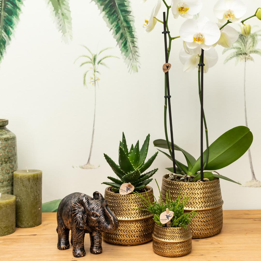 Giftset Golden Safari