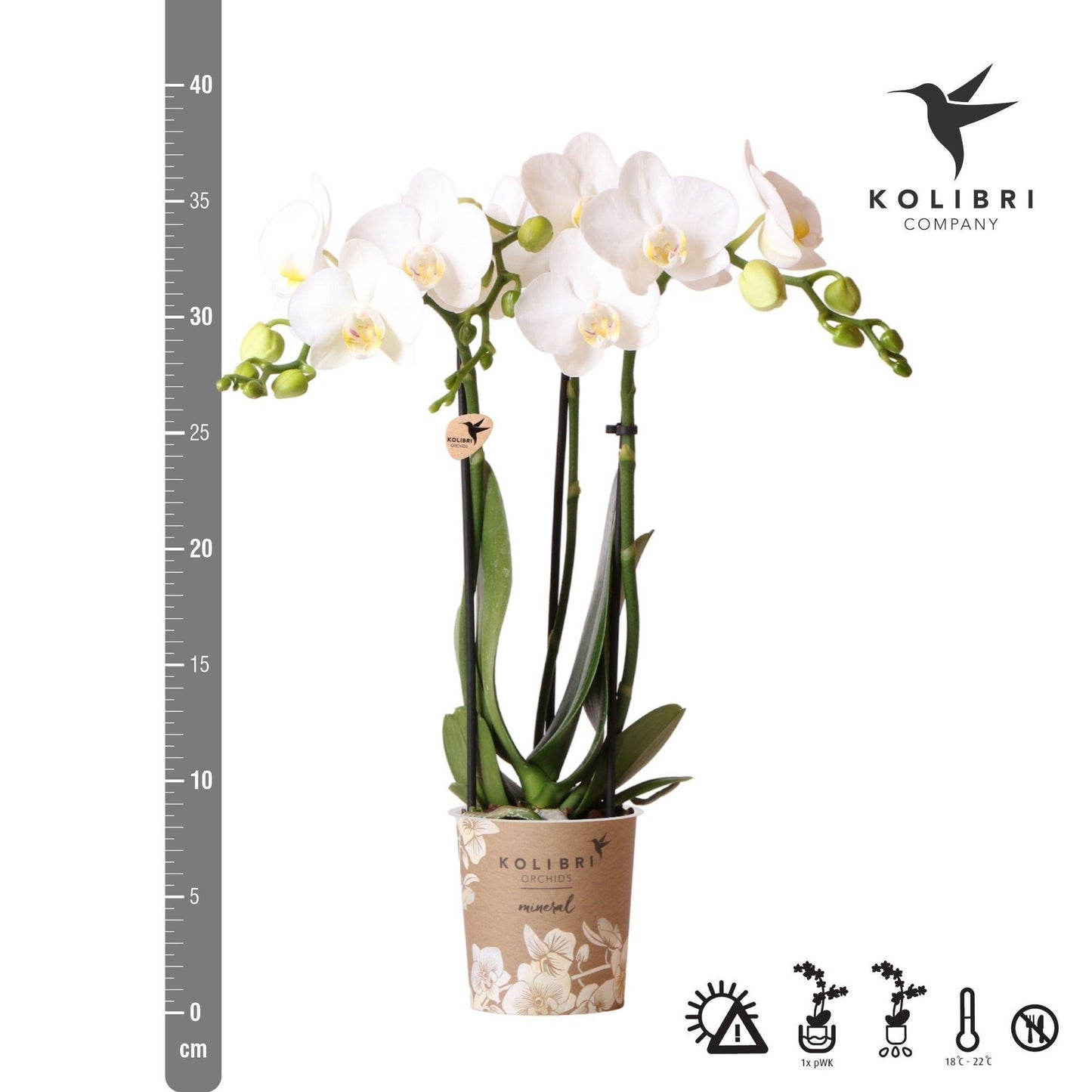 Witte Phalaenopsis orchidee - Amabilis - Potmaat Ø9cm | bloeiende kamerplant - vers van de kweker