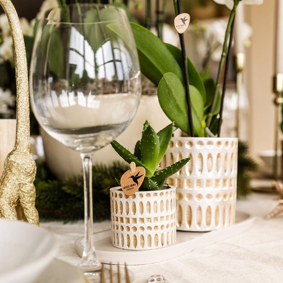 Plantenset - Le Chic - Klein