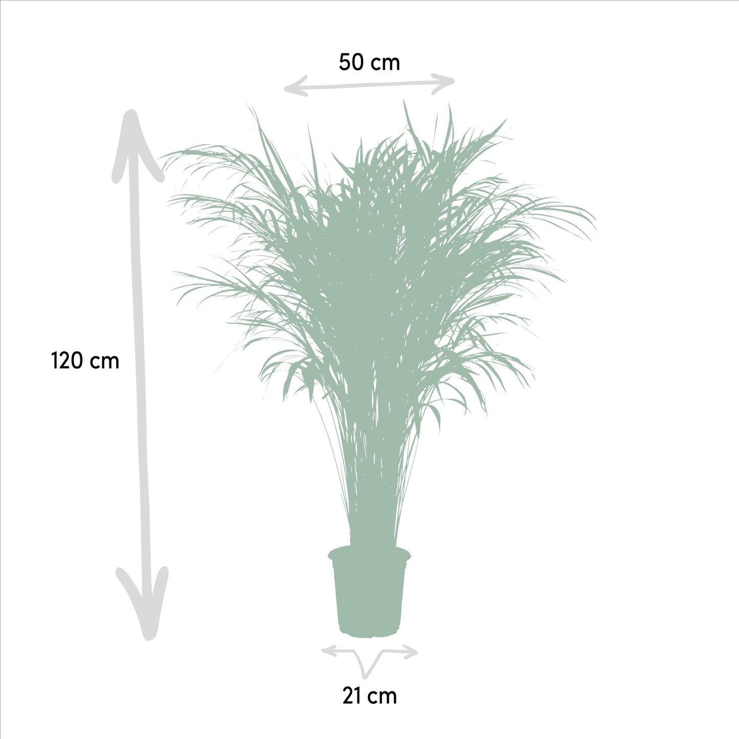 Areca palm - Potmaat Ø21cm - Hoogte ↕110cm