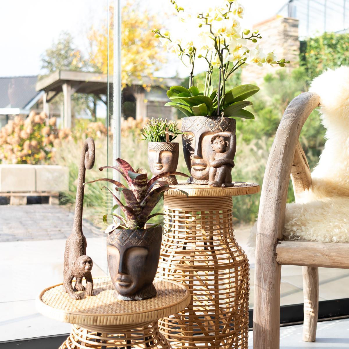 Ornament - Decoratie beeld aap met lange staart - Diverse kleuren