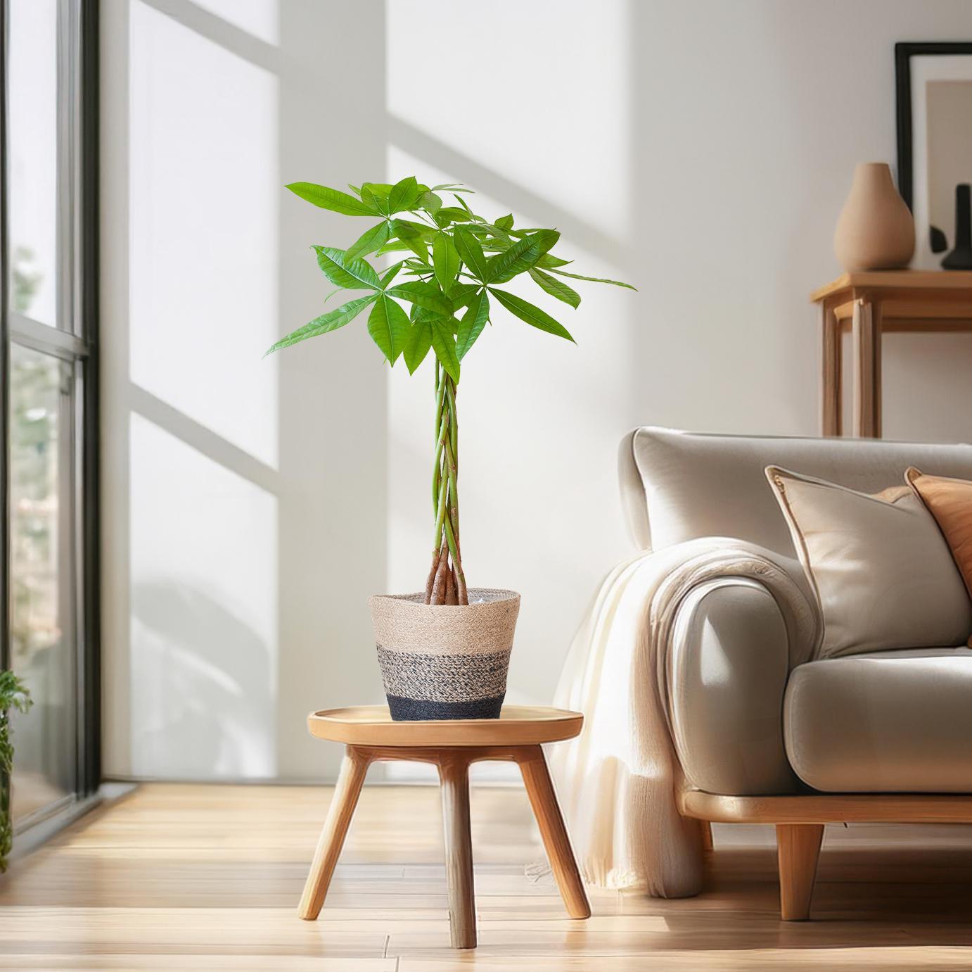 Geldboom - Pachira Aquatica met Mand Lissabon - Potmaat Ø21 - Hoogte ↕80cm