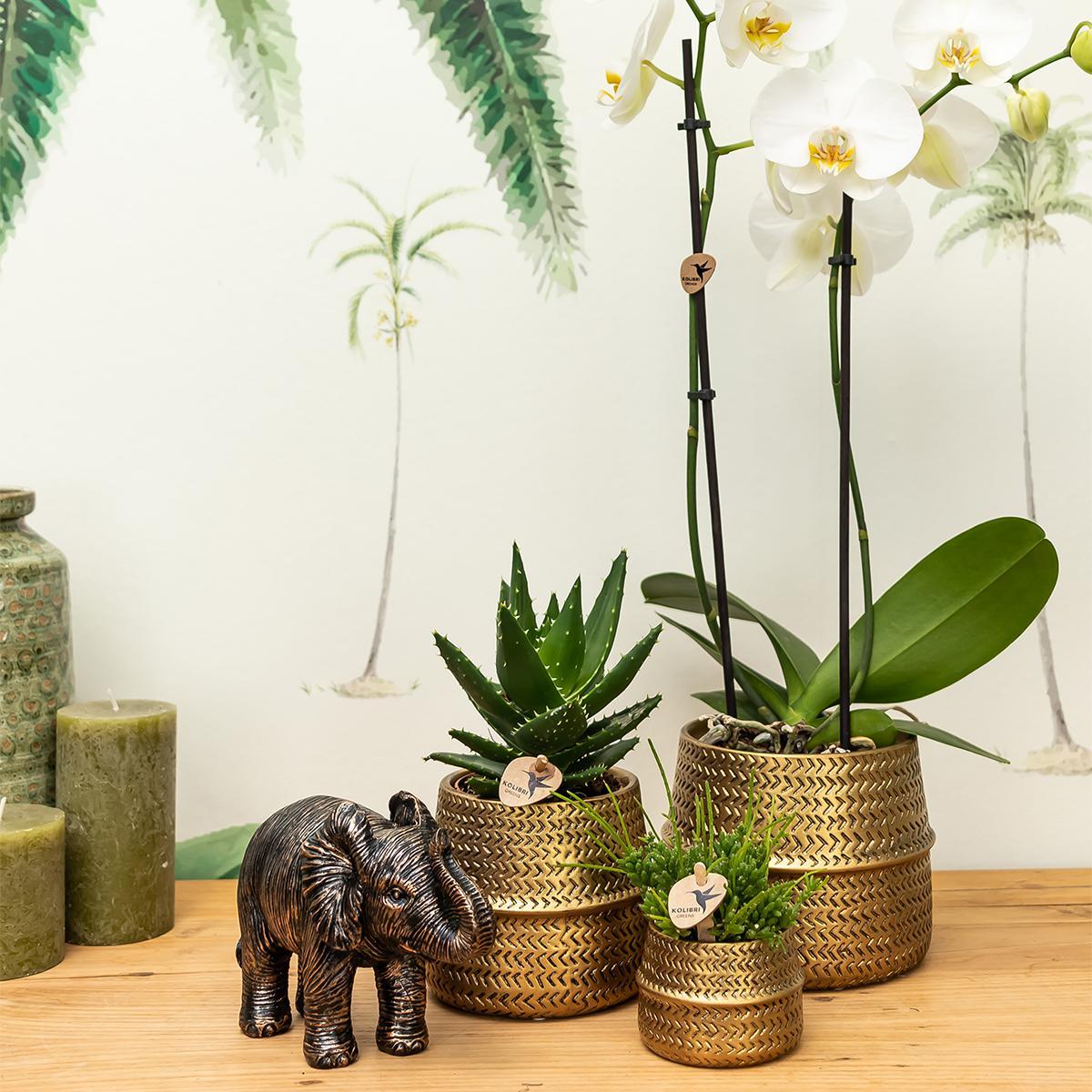 Affluent Charm Gold - Verschillende potmaten