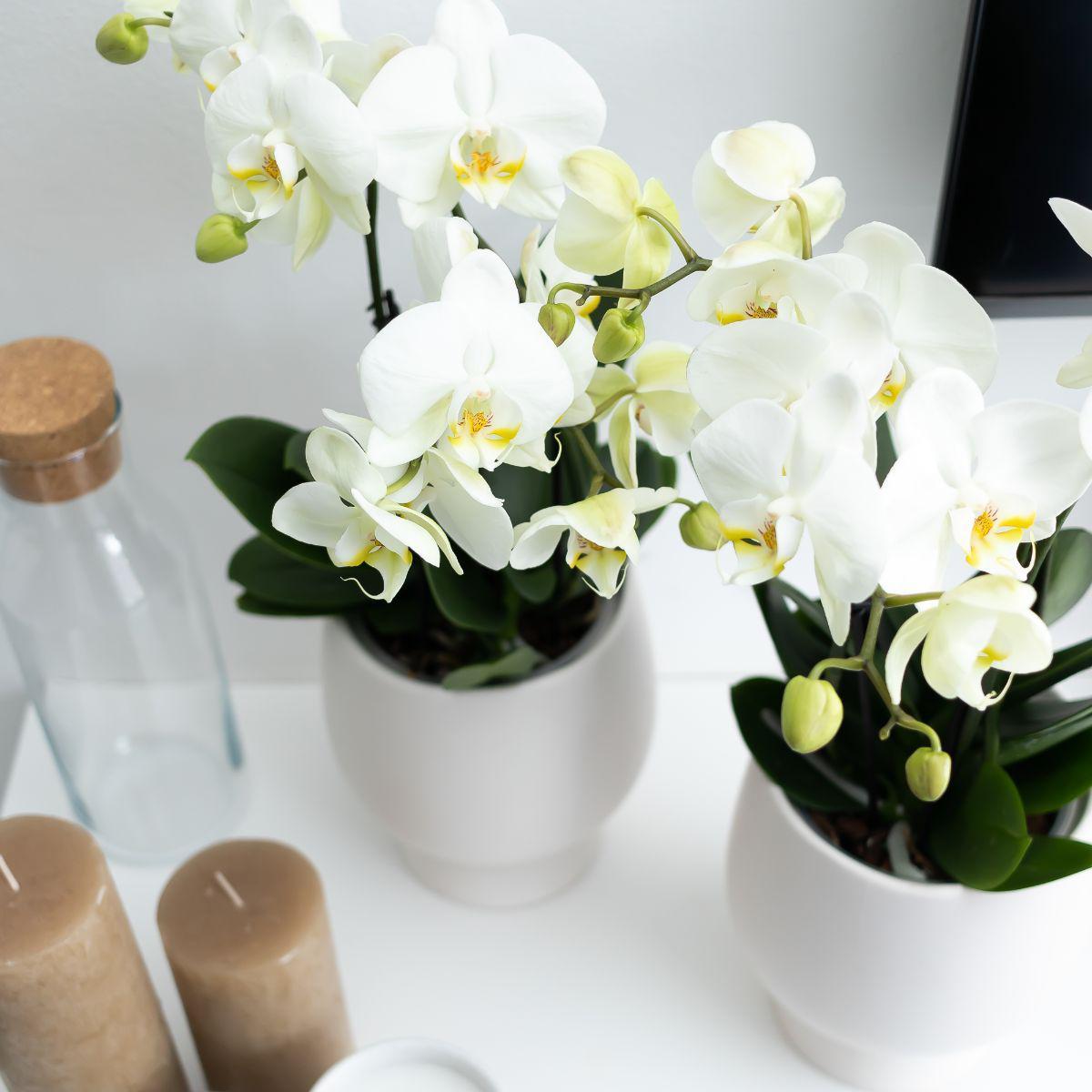 Witte Phalaenopsis Orchidee - Potmaat Ø12cm - Vers van de kweker