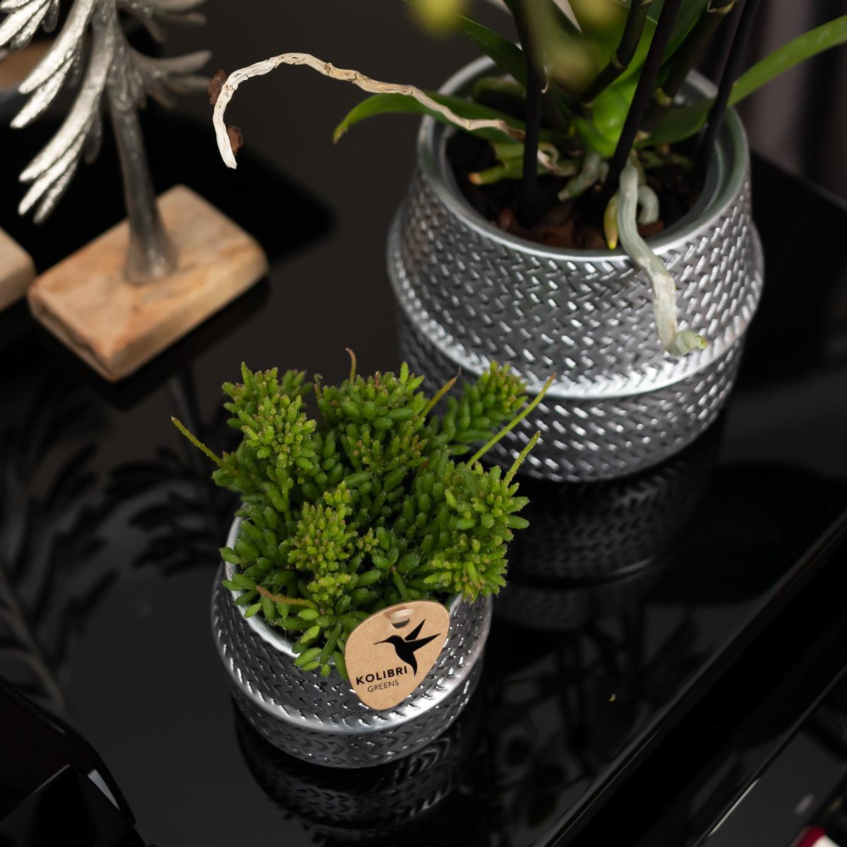Affluent Charm Silver - Verschillende potmaten