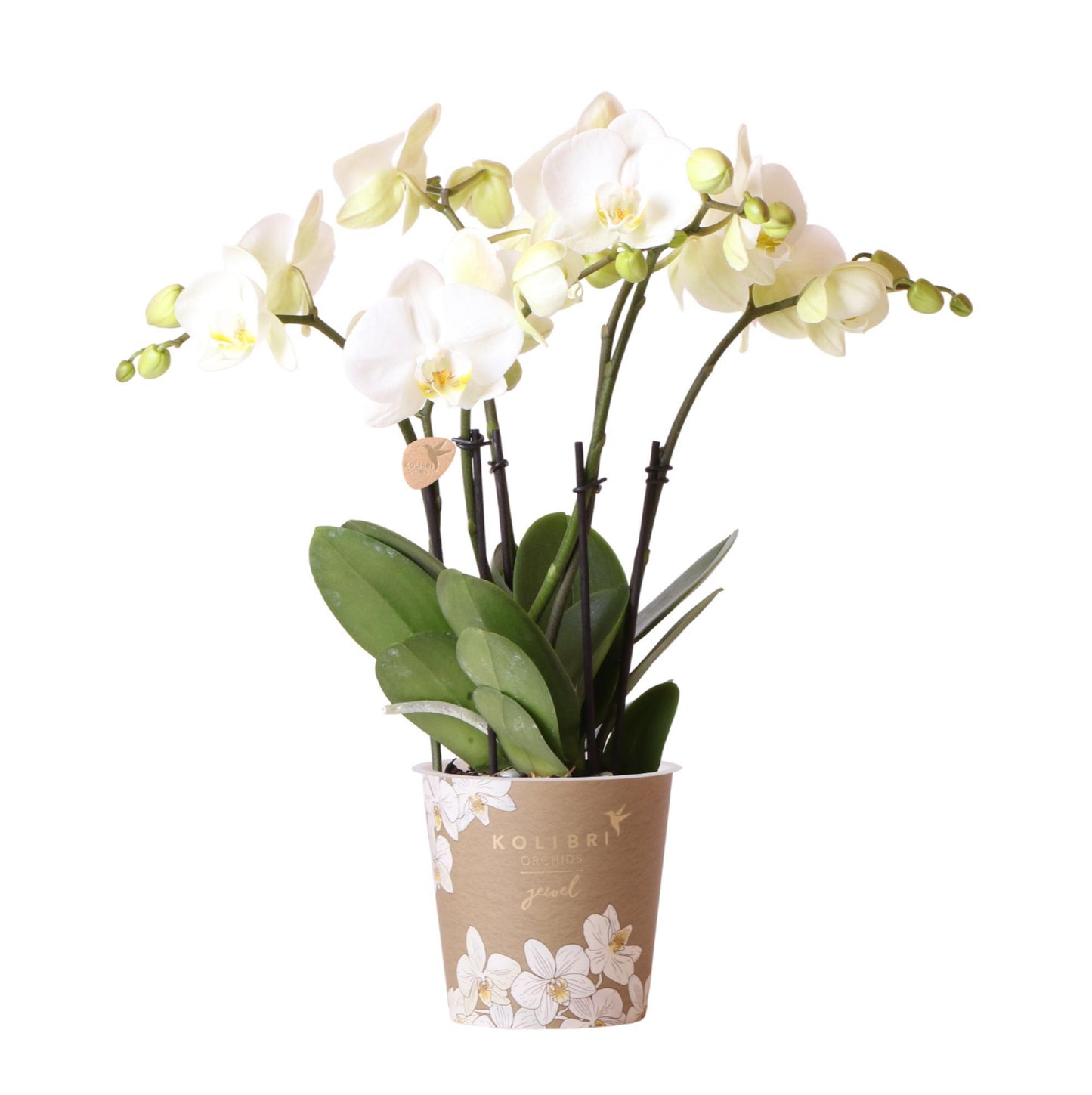 Witte Phalaenopsis Orchidee - Potmaat Ø12cm - Vers van de kweker