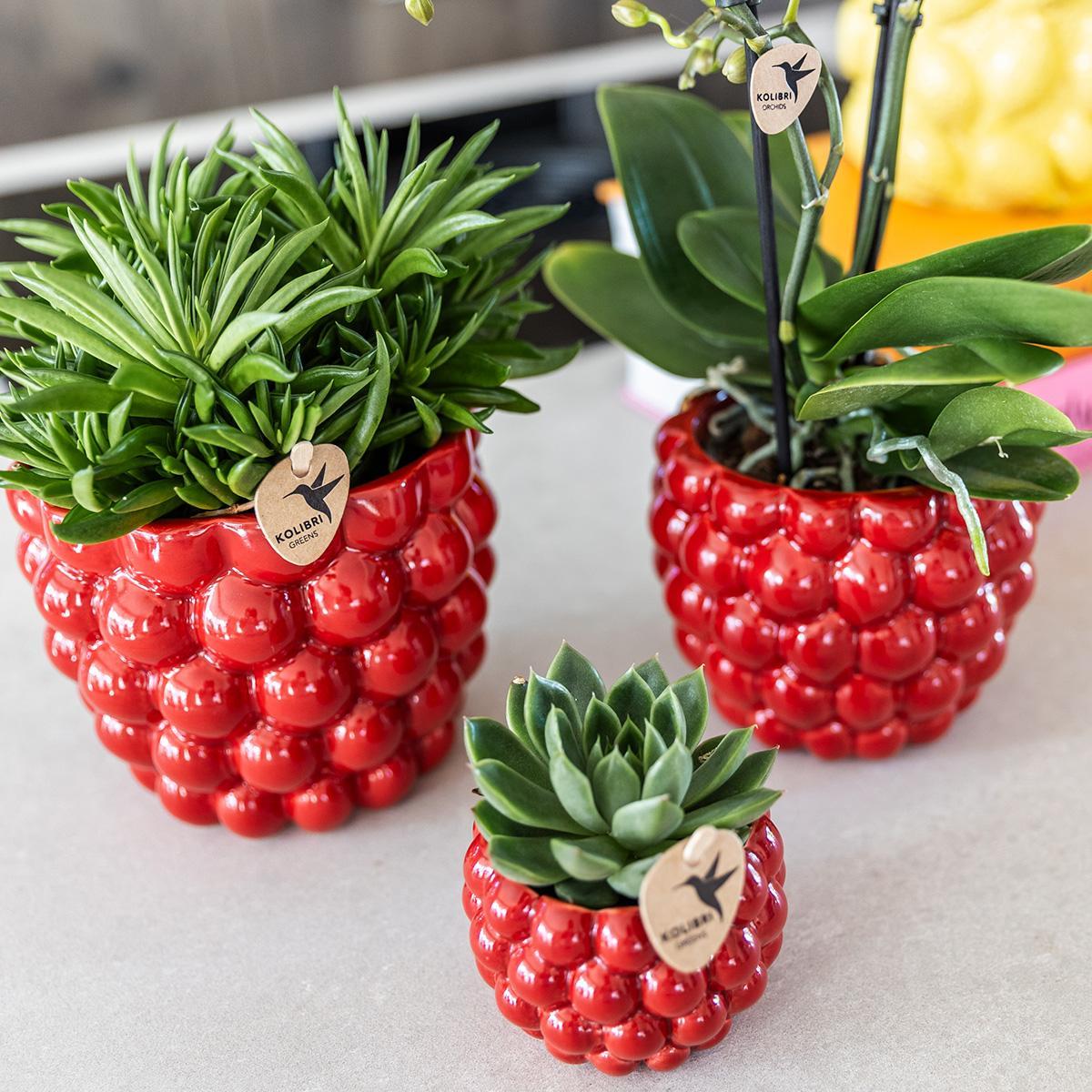 Berry pot - De verrukkelijke rode pot - Verschillende potmaten