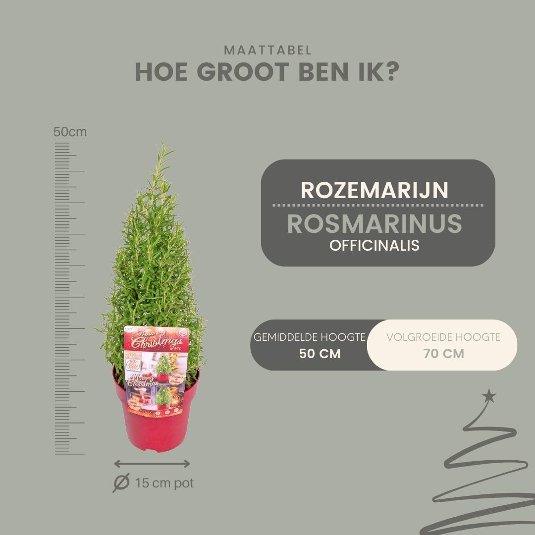 Set van 2 geurende kerstboompjes - Rozemarijn & Lavendel - Potmaat Ø15 cm - Hoogte ↕40-50 cm