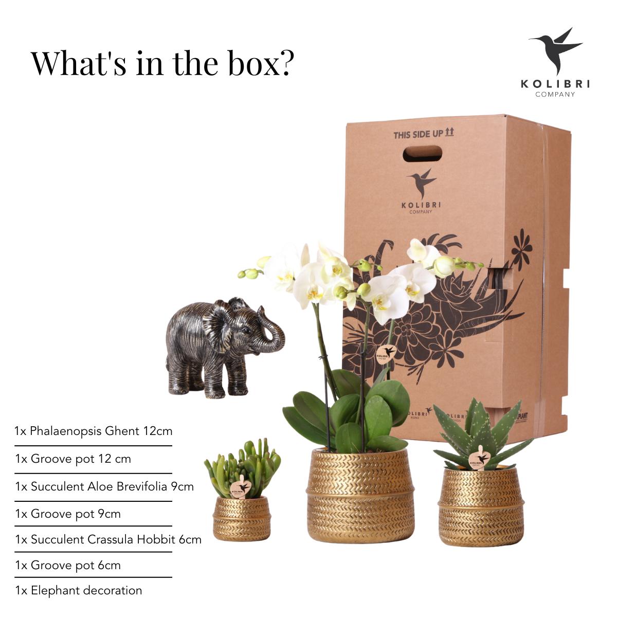 Giftset Golden Safari