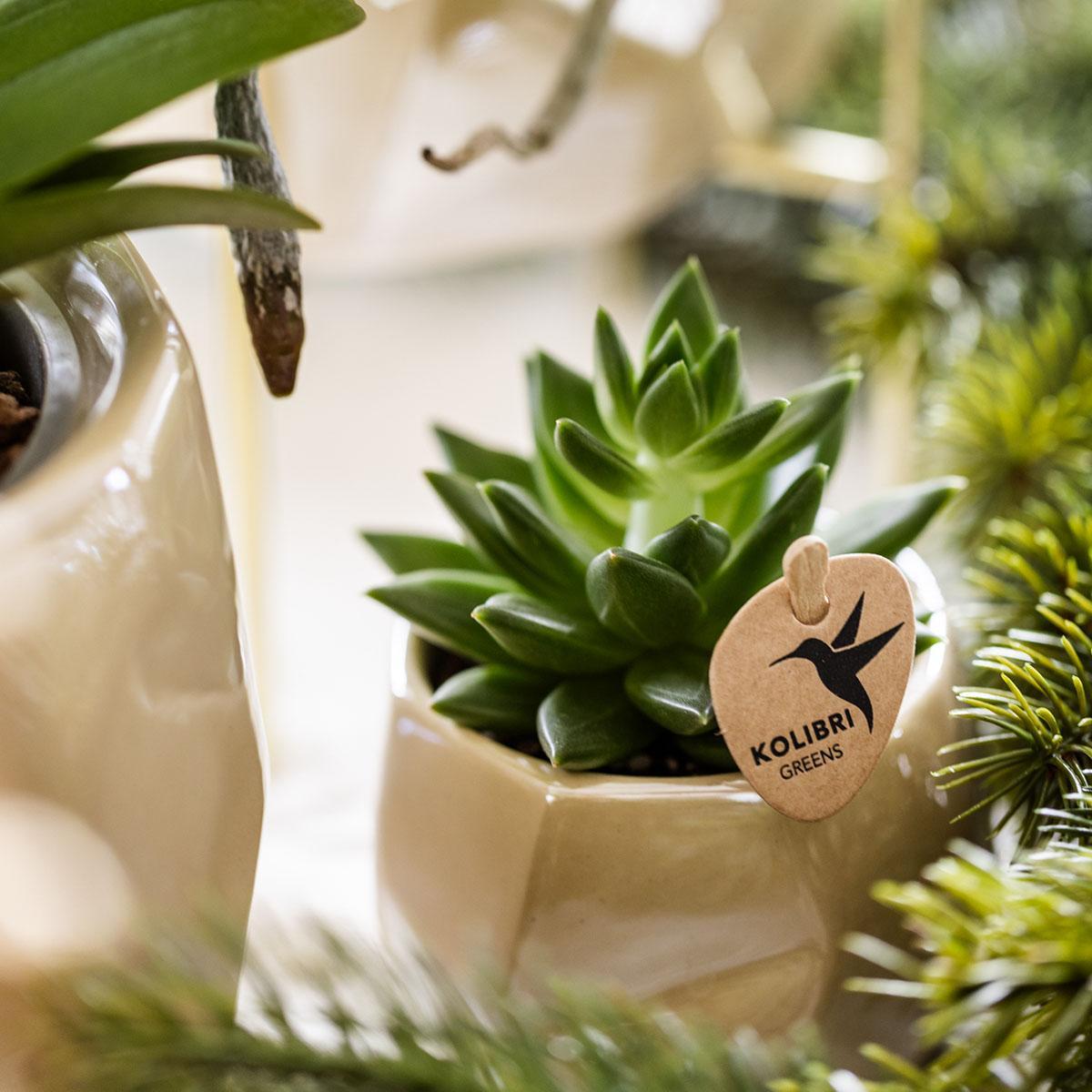 Glanzende Luxe - Set met Planten en Sierpotten - Potmaten Ø9cm & Ø6cm - Vers van de Kweker