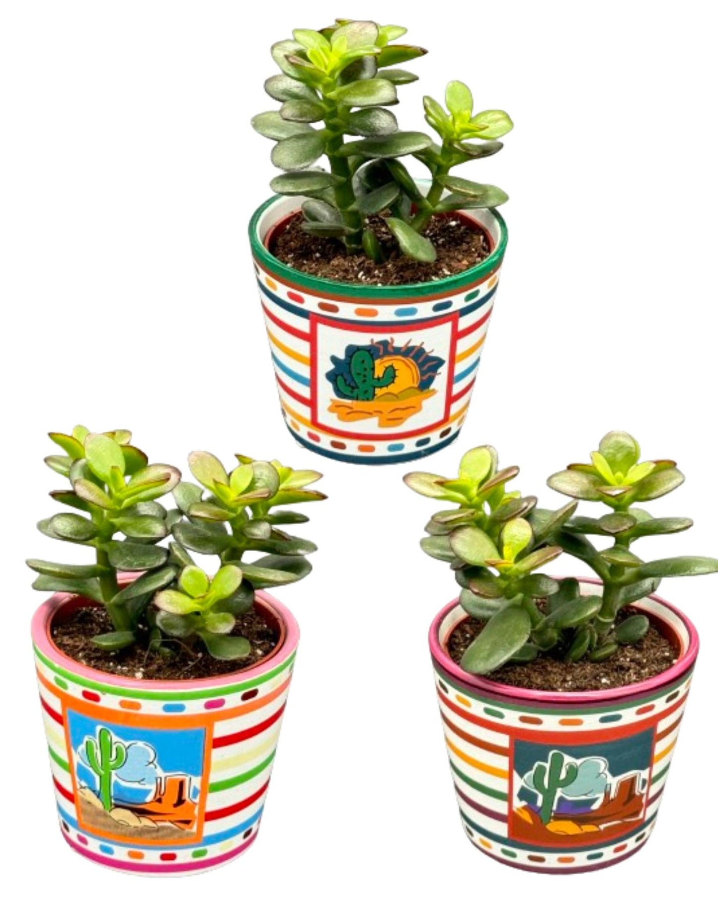 Succulenten 3 stuks - Crassula Minor - Mexico - Potmaat Ø8.5cm - Hoogte 10-17cm