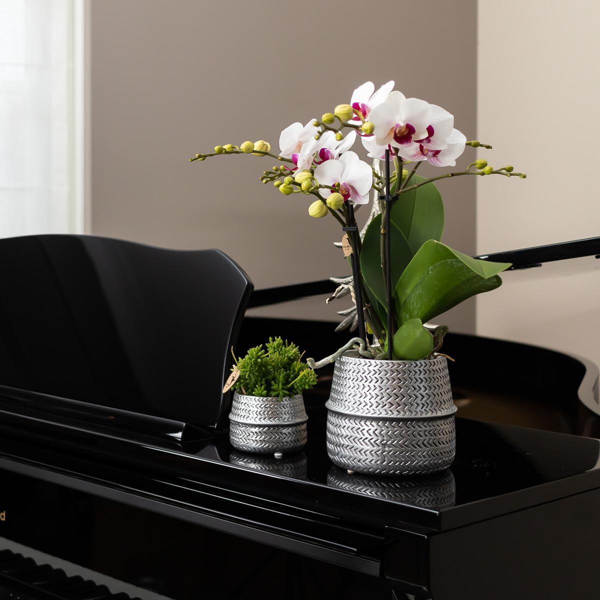 Affluent Charm Silver - Verschillende potmaten