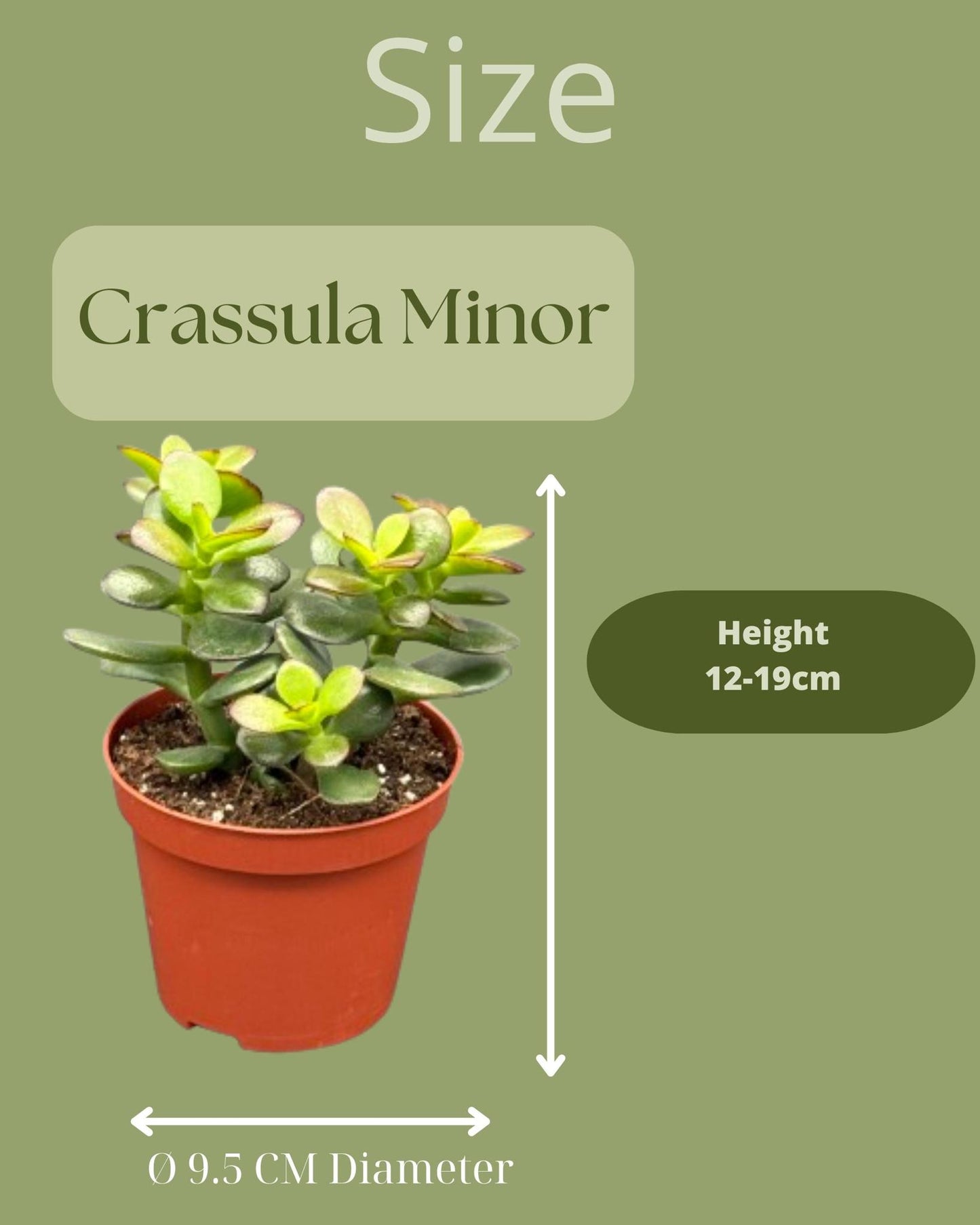 Succulenten 3 stuks - Crassula Minor - Mexico - Potmaat Ø8.5cm - Hoogte 10-17cm
