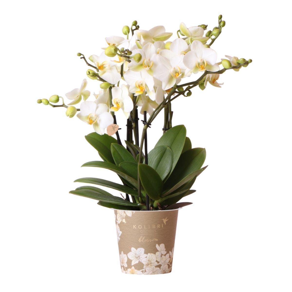 Witte Phalaenopsis Orchidee - Lausanne - Potmaat Ø12cm - Vers Van De Kweker