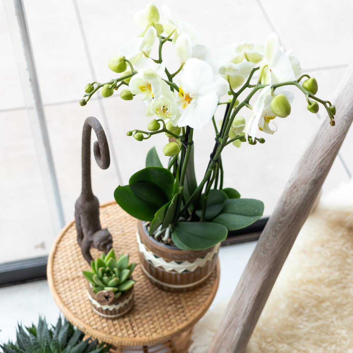 Ornament - Decoratie beeld aap met lange staart - Diverse kleuren