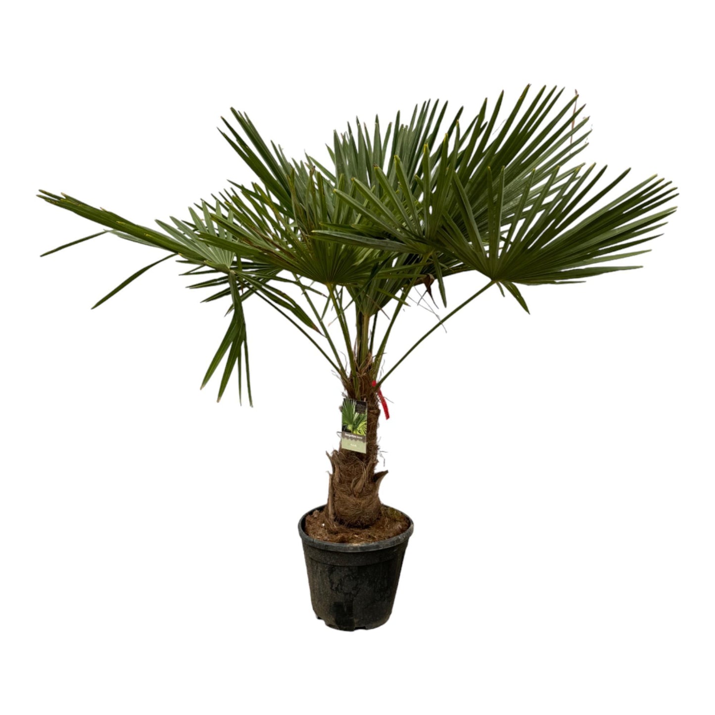 Trachycarpus Fortuneii - De Winterharde Palmboom - Potmaat Ø30cm - Hoogte ↕200 cm
